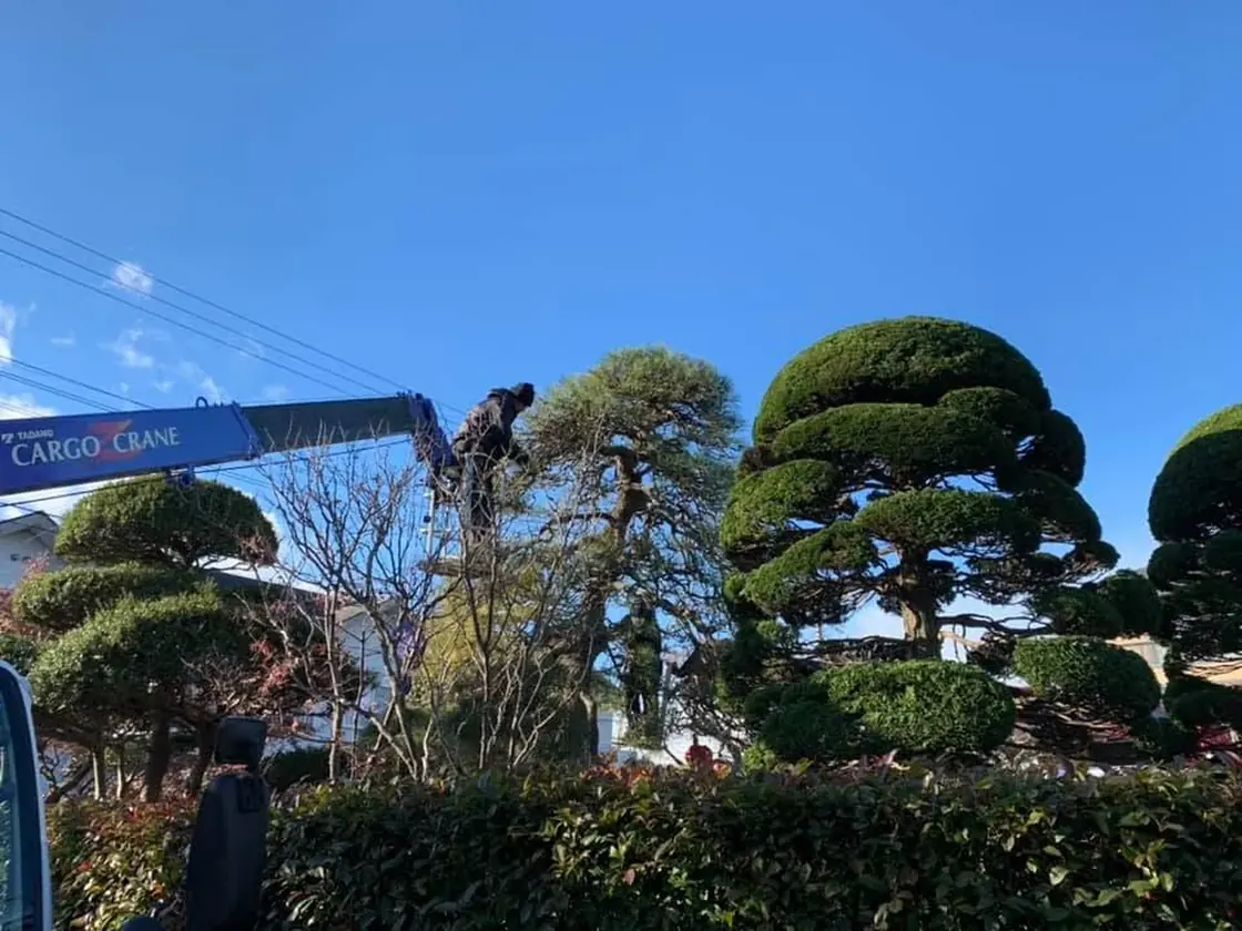 クレーン車のブームを伸ばし、住まいの庭の仕立て木を高所で剪定しているところ