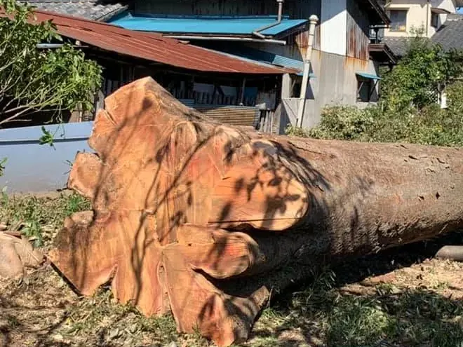 住宅のそばで伐り倒された、直径1メートルほどのケヤキの大木