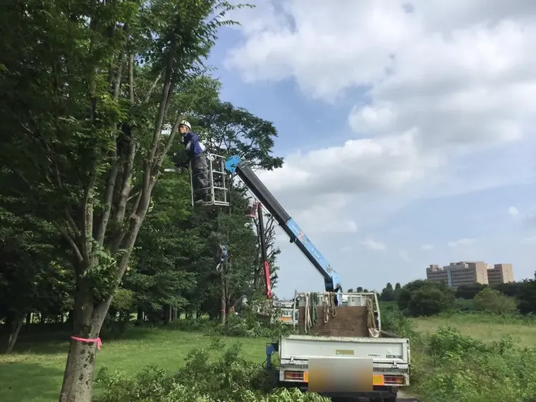 高所作業車のバスケットに乗り、広場の高木を剪定しているところ