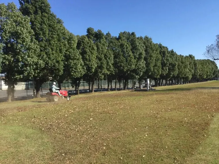 一列に並んだ高木の並木と、その手前の広い芝地