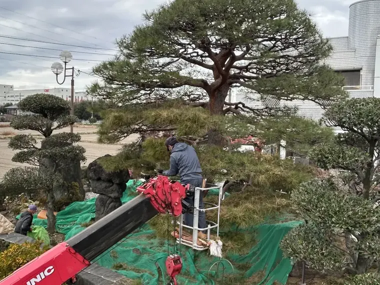 高所作業台に乗って、仕立てられた大きな松の枝を手入れしているところ